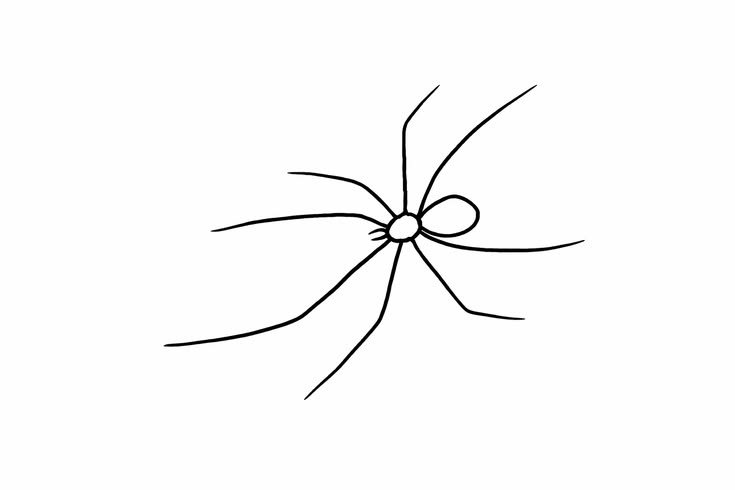 Aracnofobia
